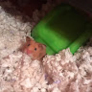 Meet your Posher, Amber